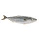 RICCIOLA DA CARRELLO( FAO 61) 3/5 KG C.