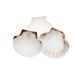 CAPPESANTE GUSCIO 1X20
